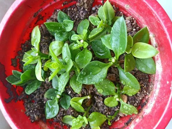 活性炭颗粒能拌土种花吗(活性炭能倒入花盆养花吗?)